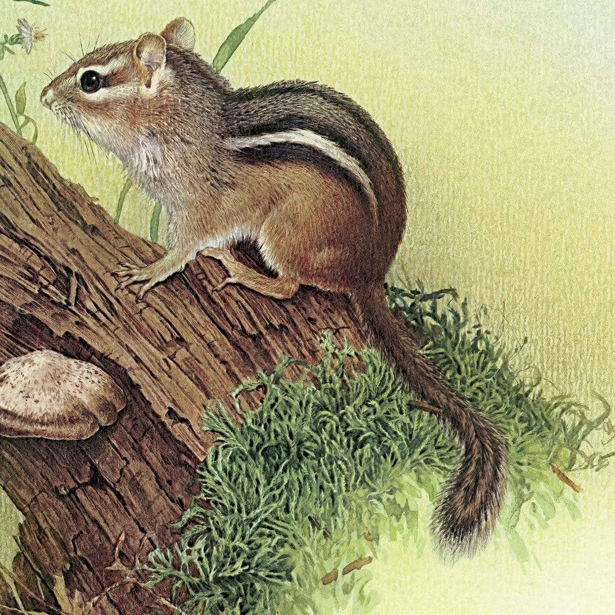 Chipmunk and Woodland Blue Butterfly Enhanced - Canvas Print | Artwork by Glen Loates