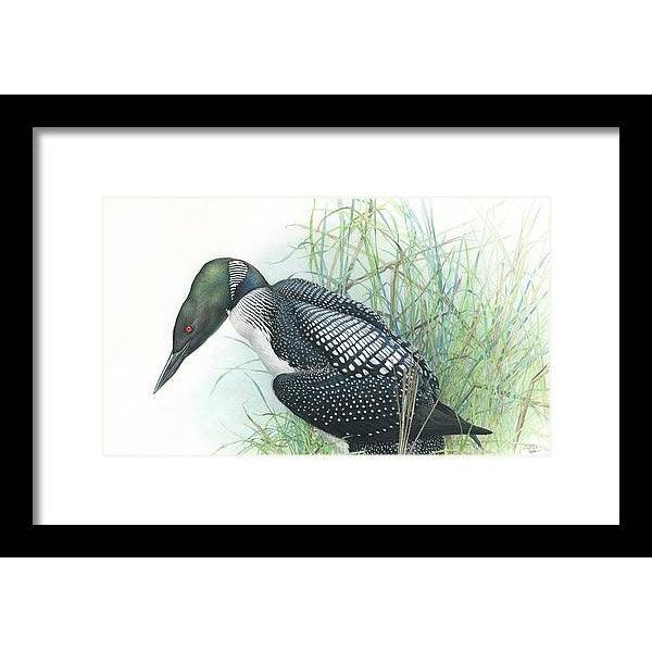 Common Loon Portrait - Framed Print | Artwork by Glen Loates