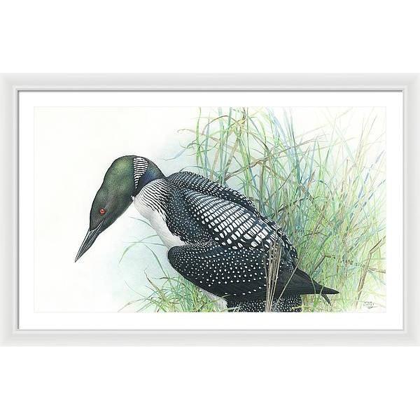 Common Loon Portrait - Framed Print | Artwork by Glen Loates
