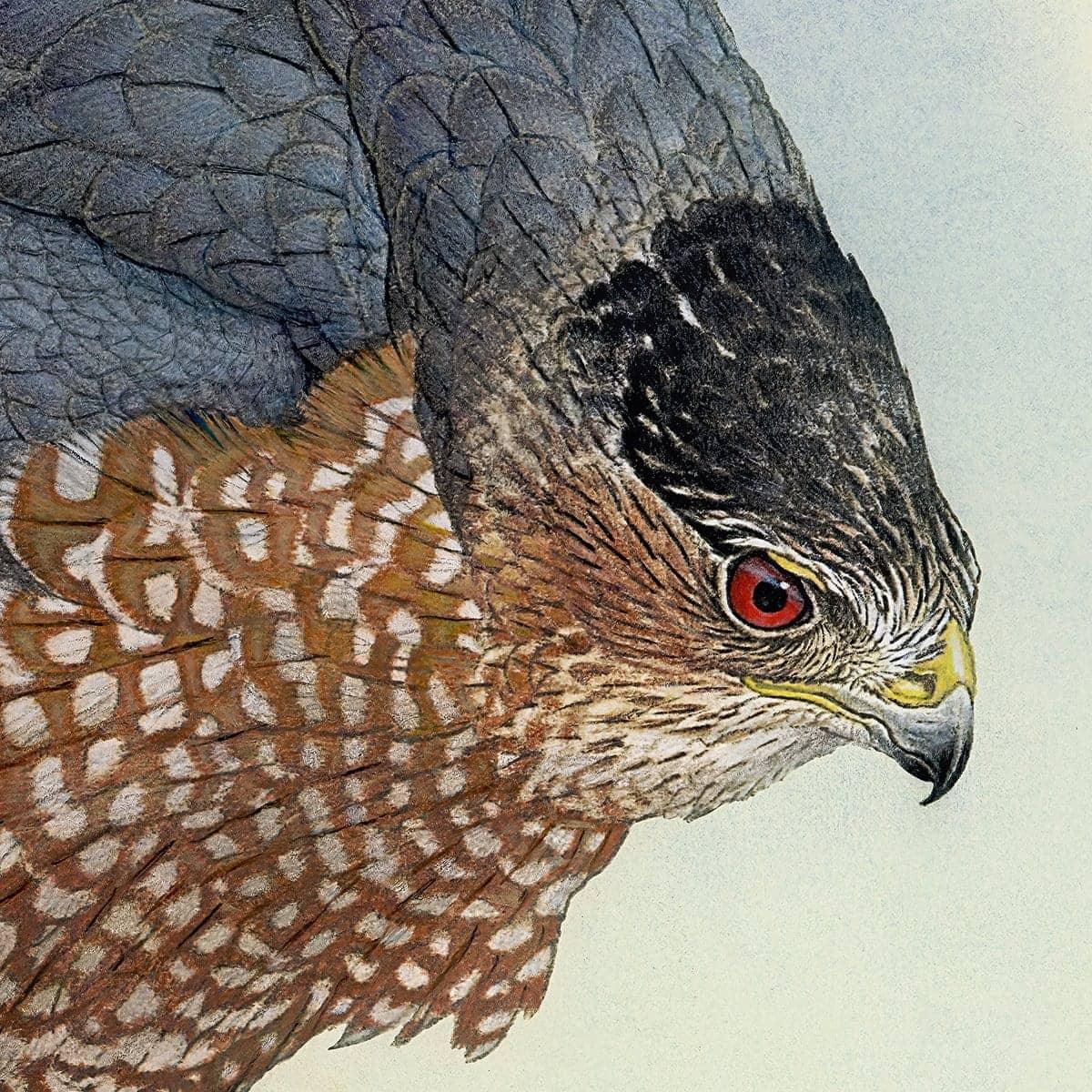 Cooper's Hawk - Canvas Print | Artwork by Glen Loates