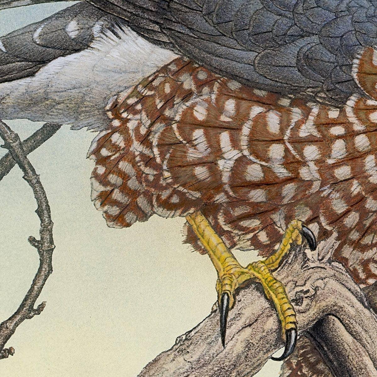 Cooper's Hawk - Canvas Print | Artwork by Glen Loates