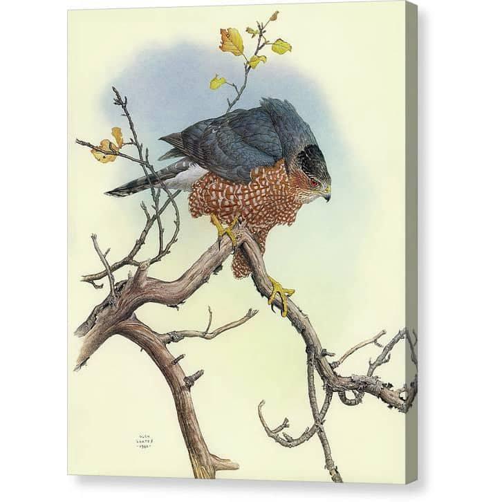 Cooper's Hawk - Canvas Print | Artwork by Glen Loates