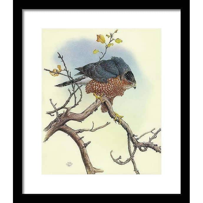 Cooper's Hawk - Framed Print | Artwork by Glen Loates