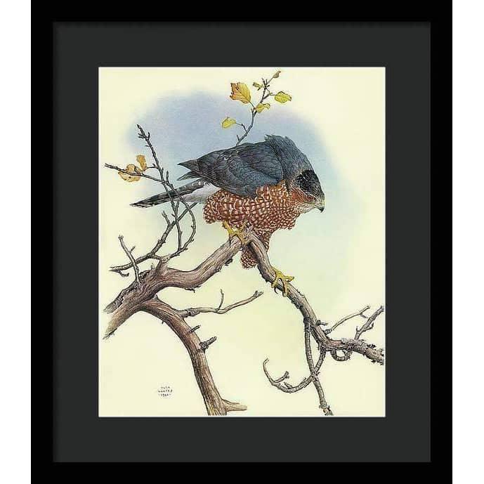 Cooper's Hawk - Framed Print | Artwork by Glen Loates