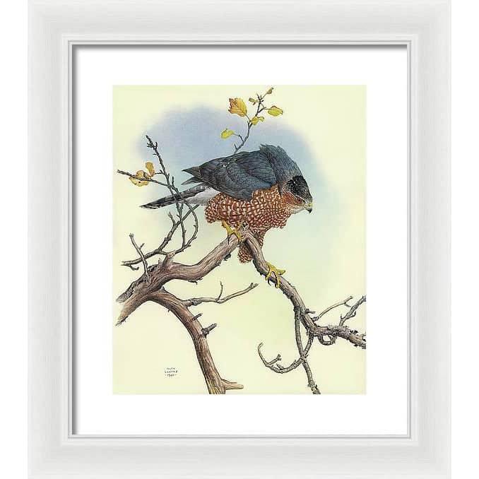 Cooper's Hawk - Framed Print | Artwork by Glen Loates