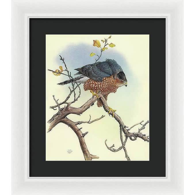 Cooper's Hawk - Framed Print | Artwork by Glen Loates