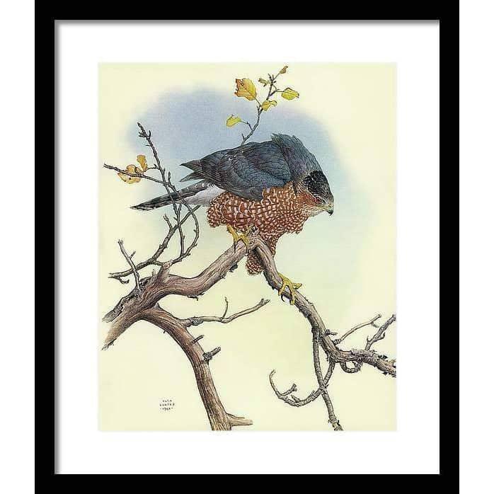 Cooper's Hawk - Framed Print | Artwork by Glen Loates