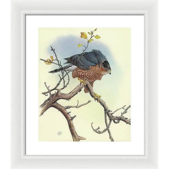 Cooper's Hawk - Framed Print | Artwork by Glen Loates