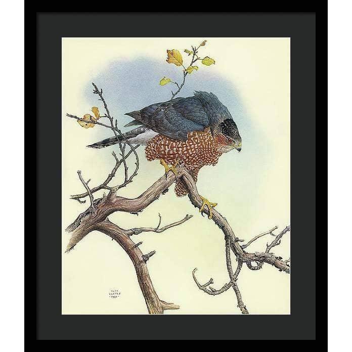 Cooper's Hawk - Framed Print | Artwork by Glen Loates
