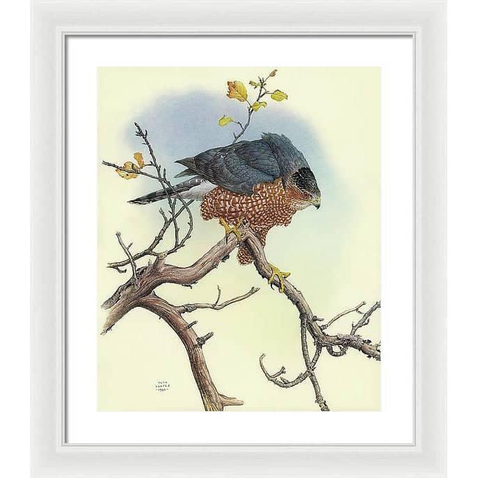 Cooper's Hawk - Framed Print | Artwork by Glen Loates