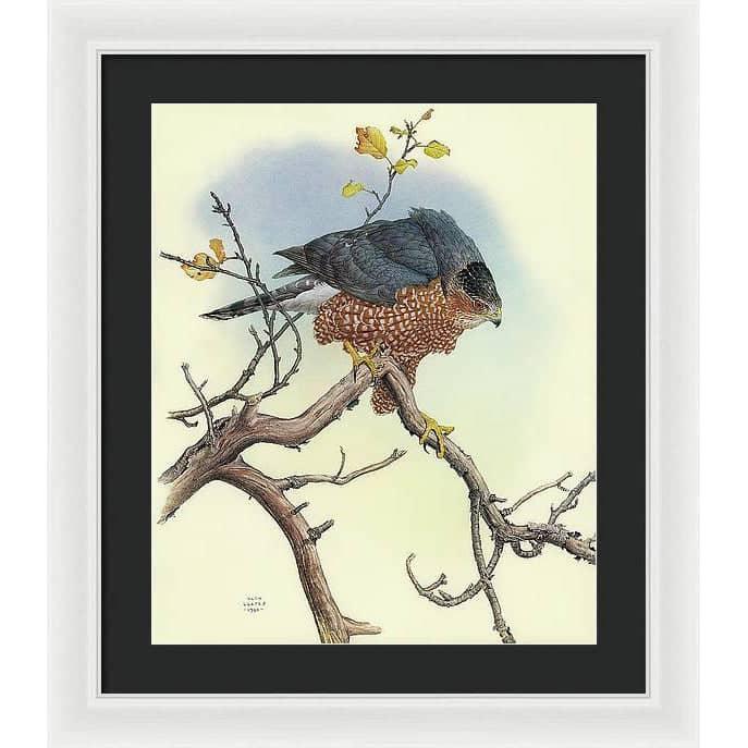 Cooper's Hawk - Framed Print | Artwork by Glen Loates