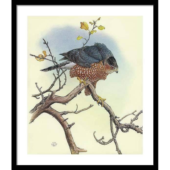 Cooper's Hawk - Framed Print | Artwork by Glen Loates