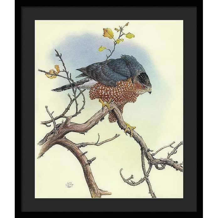 Cooper's Hawk - Framed Print | Artwork by Glen Loates