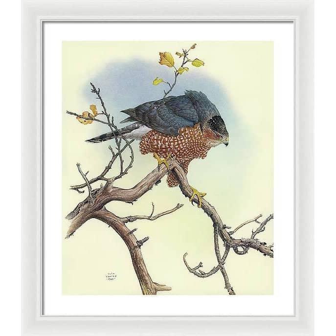 Cooper's Hawk - Framed Print | Artwork by Glen Loates