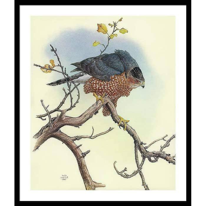 Cooper's Hawk - Framed Print | Artwork by Glen Loates