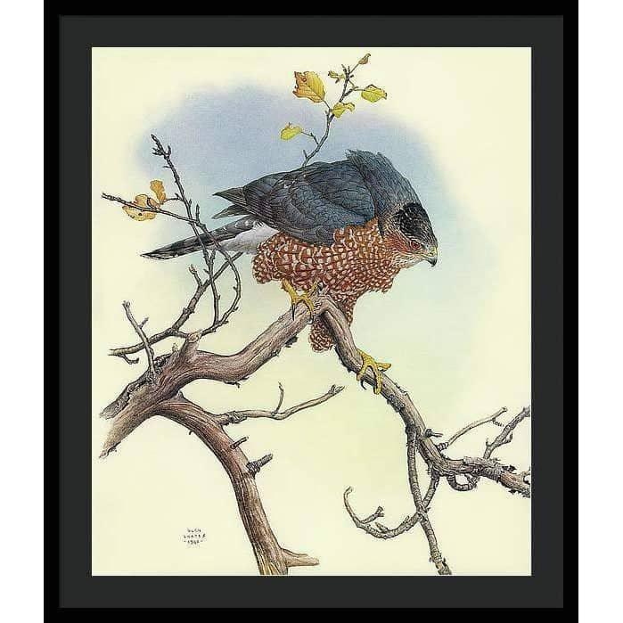 Cooper's Hawk - Framed Print | Artwork by Glen Loates