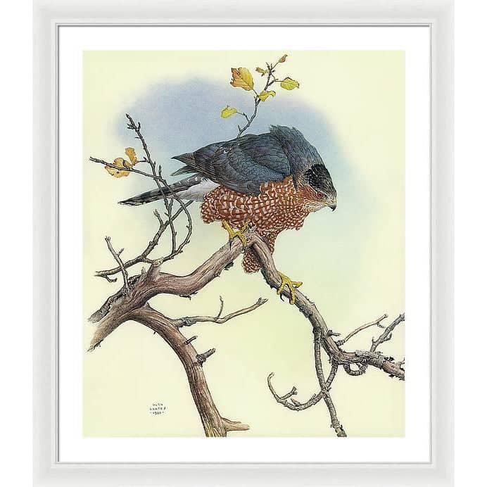 Cooper's Hawk - Framed Print | Artwork by Glen Loates