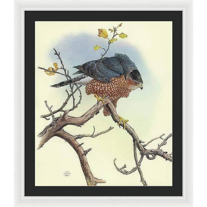 Cooper's Hawk - Framed Print | Artwork by Glen Loates