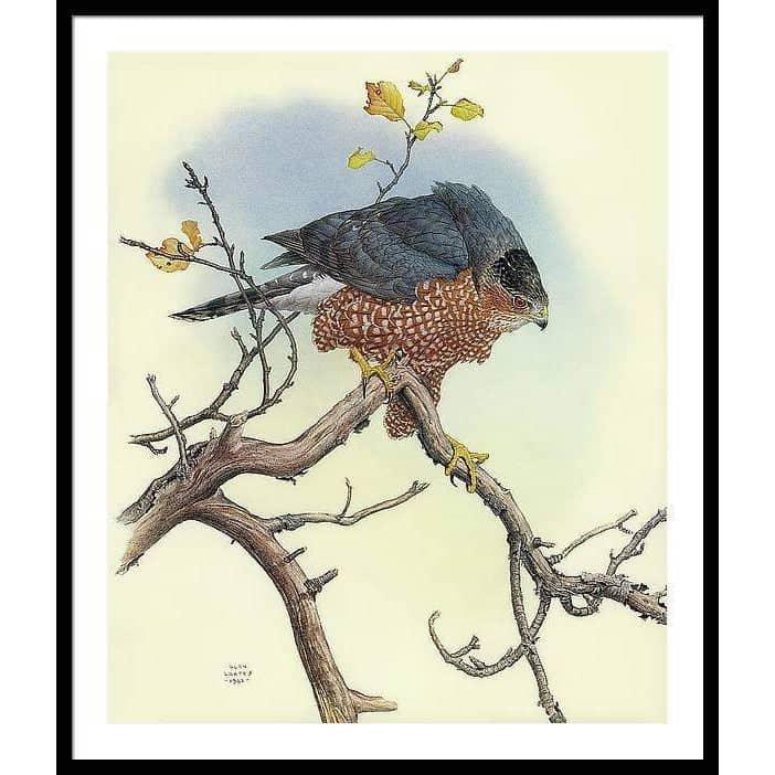 Cooper's Hawk - Framed Print | Artwork by Glen Loates