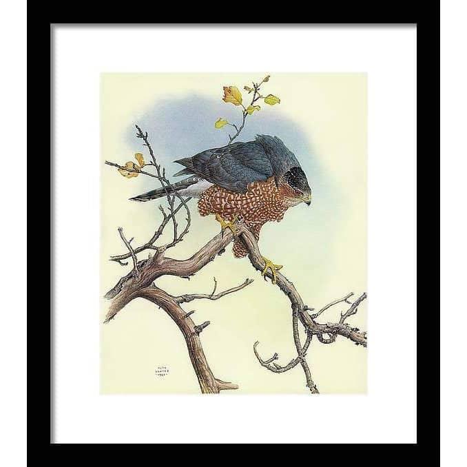 Cooper's Hawk - Framed Print | Artwork by Glen Loates