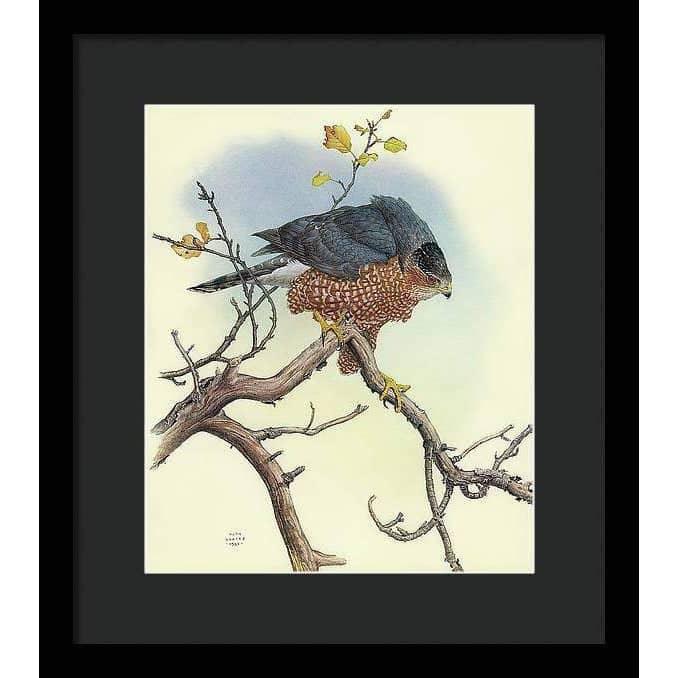 Cooper's Hawk - Framed Print | Artwork by Glen Loates