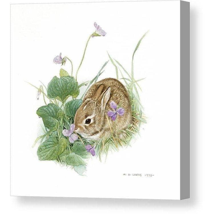 Cottontail Bunny with Violet by Glen Loates, gallery canvas: a cottontail bunny nestled among wild violets