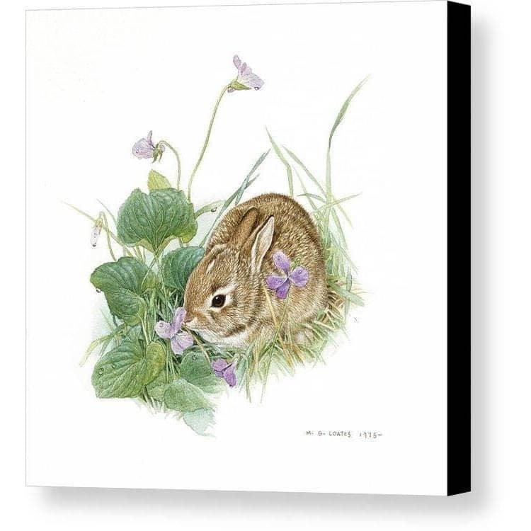 Cottontail Bunny with Violet by Glen Loates, gallery canvas with black wrapped edges