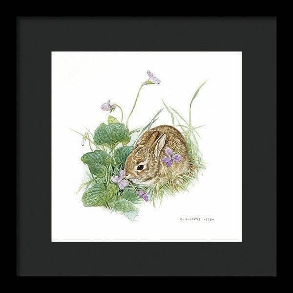 Cottontail Bunny with Violet - Framed Print | Artwork by Glen Loates