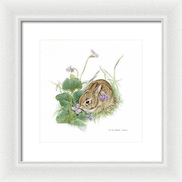 Cottontail Bunny with Violet - Framed Print | Artwork by Glen Loates