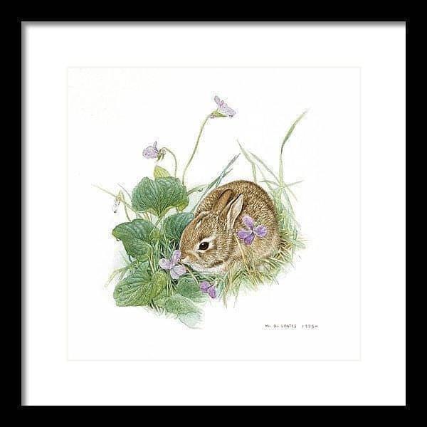 Cottontail Bunny with Violet - Framed Print | Artwork by Glen Loates