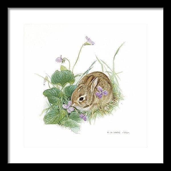 Cottontail Bunny with Violet - Framed Print | Artwork by Glen Loates