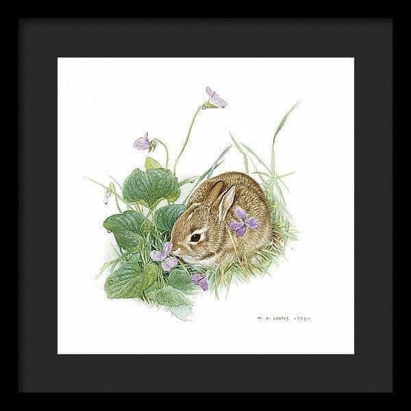 Cottontail Bunny with Violet - Framed Print | Artwork by Glen Loates