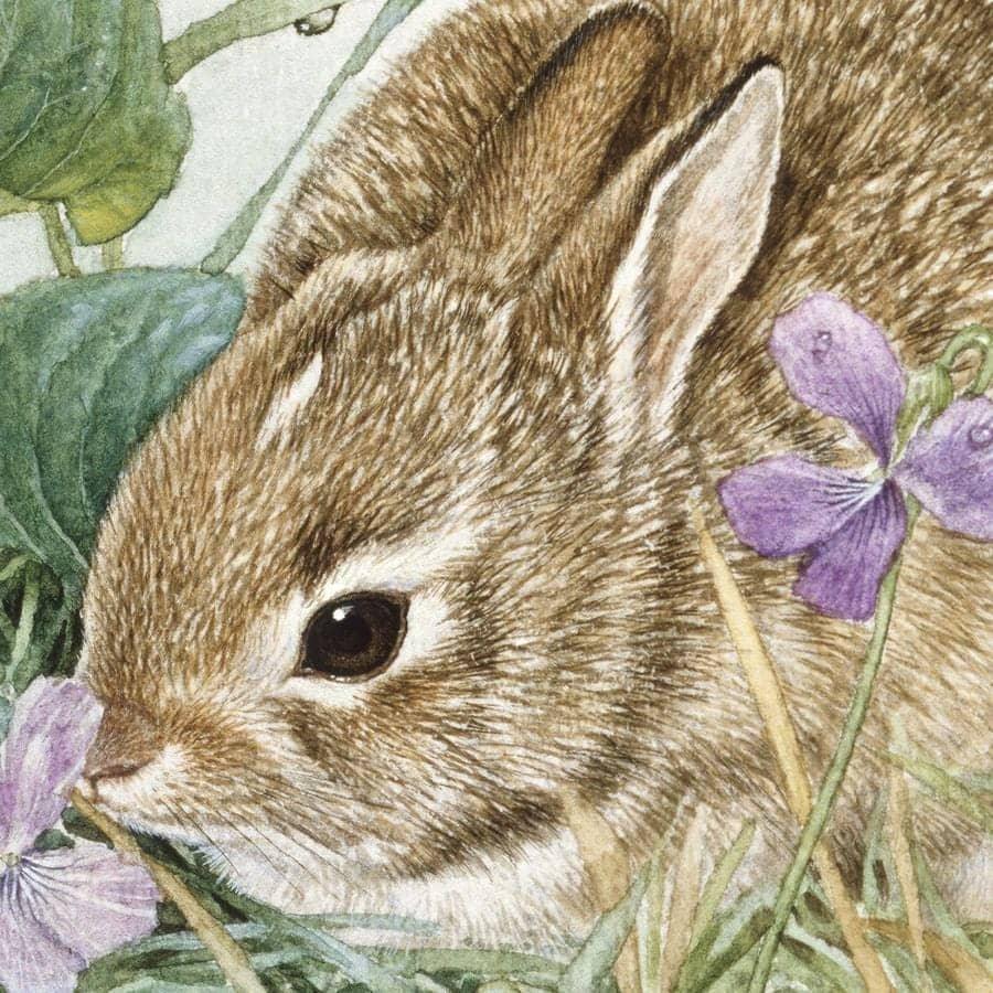 Cottontail Bunny with Violet - Framed Print | Artwork by Glen Loates