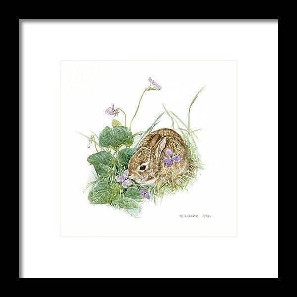 Cottontail Bunny with Violet - Framed Print | Artwork by Glen Loates