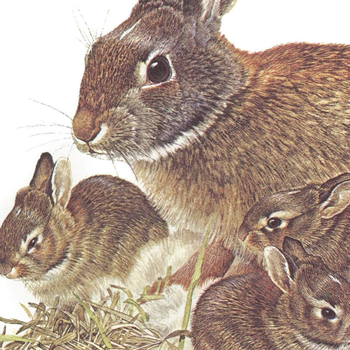 Cottontail Rabbit - Canvas Print | Artwork by Glen Loates