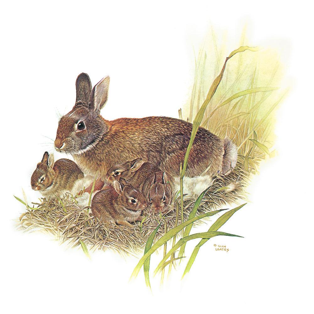 Cottontail Rabbit - Canvas Print | Artwork by Glen Loates