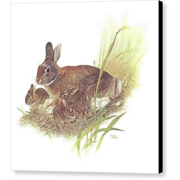 Cottontail Rabbit - Canvas Print | Artwork by Glen Loates