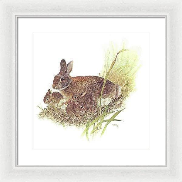 Cottontail Rabbit - Framed Print | Artwork by Glen Loates