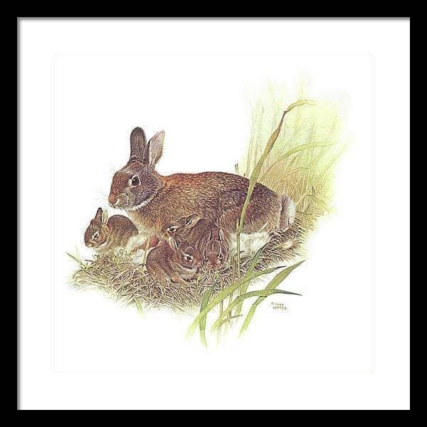 Cottontail Rabbit - Framed Print | Artwork by Glen Loates