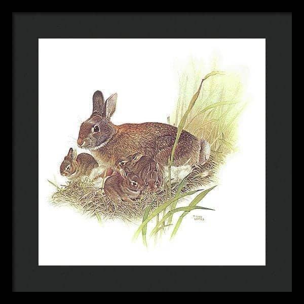 Cottontail Rabbit - Framed Print | Artwork by Glen Loates