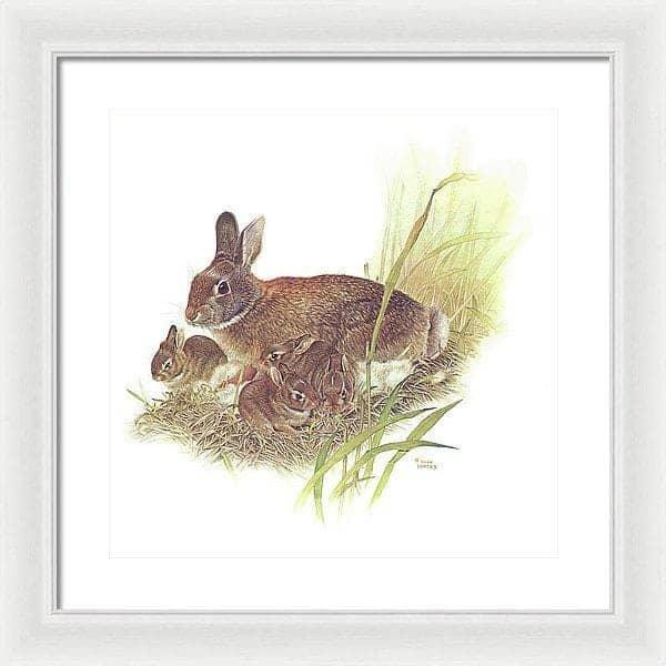 Cottontail Rabbit - Framed Print | Artwork by Glen Loates