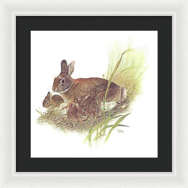 Cottontail Rabbit - Framed Print | Artwork by Glen Loates