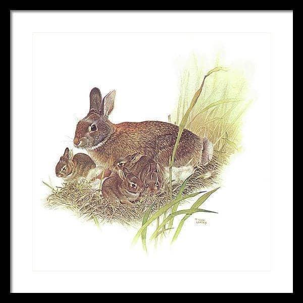 Cottontail Rabbit - Framed Print | Artwork by Glen Loates