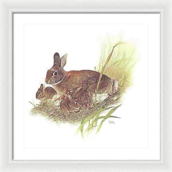 Cottontail Rabbit - Framed Print | Artwork by Glen Loates