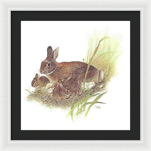 Cottontail Rabbit - Framed Print | Artwork by Glen Loates