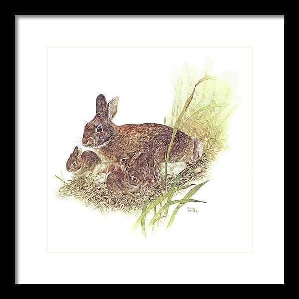 Cottontail Rabbit - Framed Print | Artwork by Glen Loates