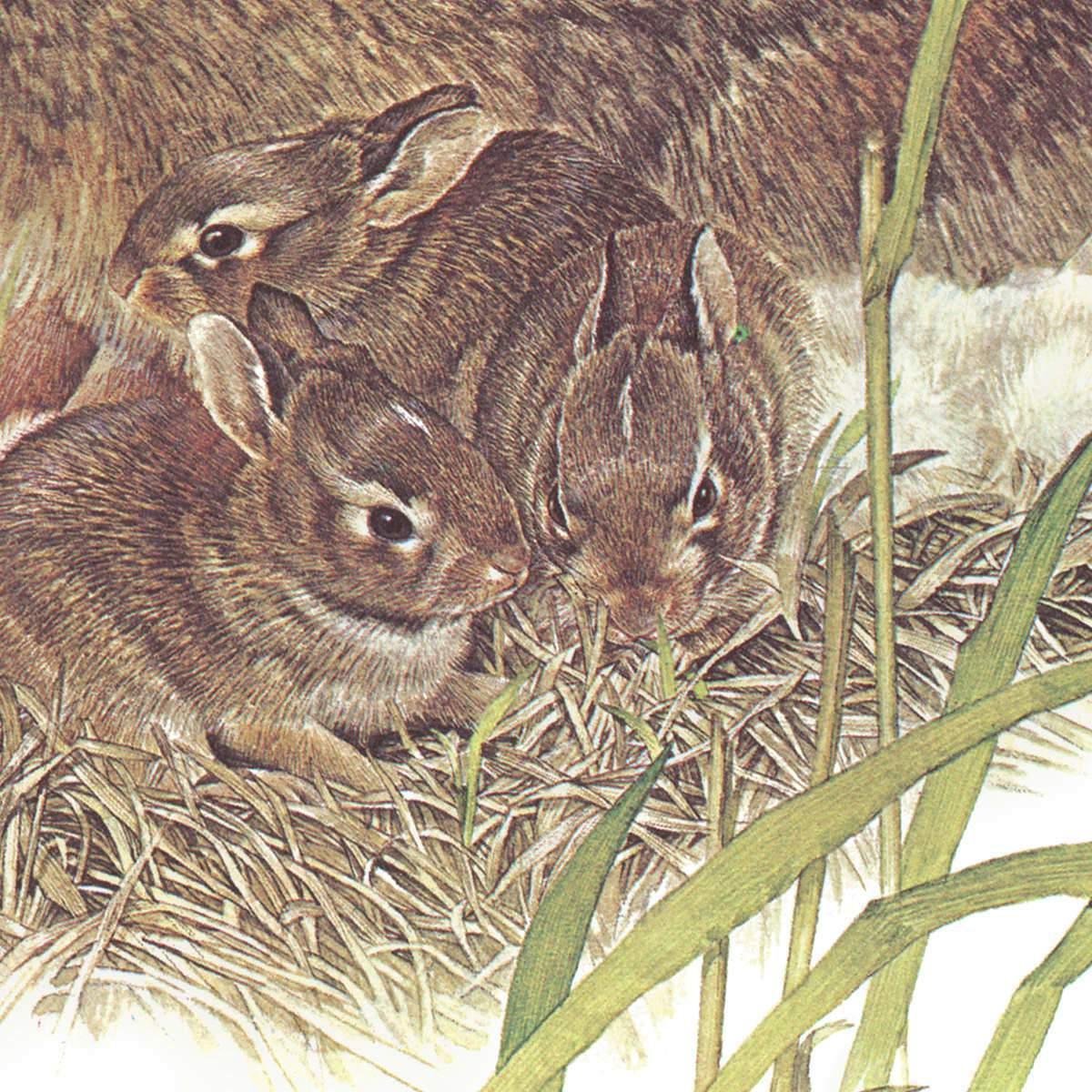 Cottontail Rabbit - Framed Print | Artwork by Glen Loates