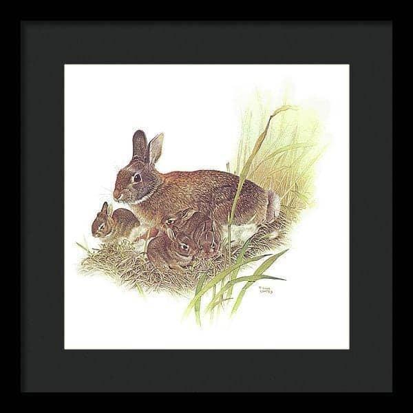 Cottontail Rabbit - Framed Print | Artwork by Glen Loates