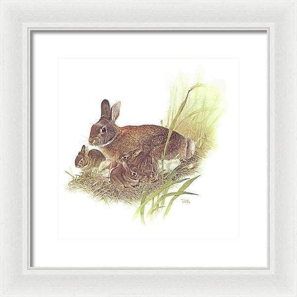 Cottontail Rabbit - Framed Print | Artwork by Glen Loates