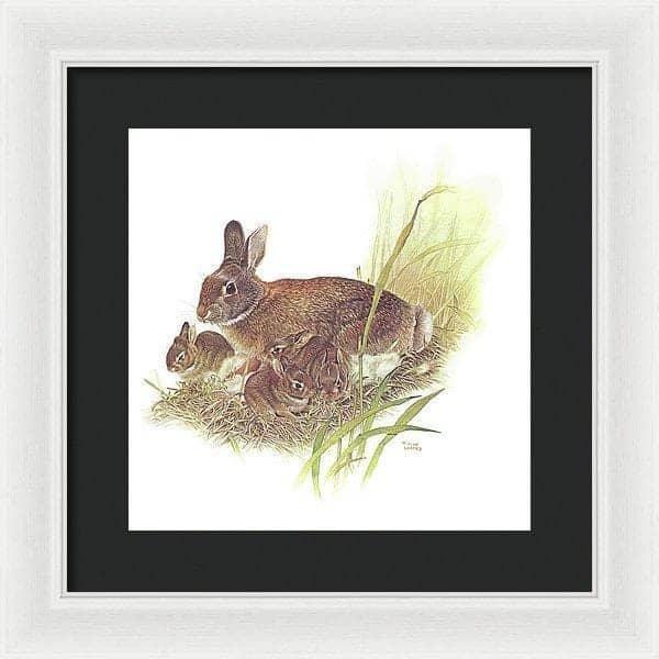 Cottontail Rabbit - Framed Print | Artwork by Glen Loates